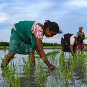 imgi_39_BOROLAND-FARMER